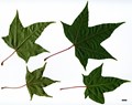 SpeciesSub: subsp. sinicum SpeciesSub: subsp. sinicum